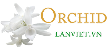 Logo - Lan việt