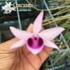 Giả hạc Eahleo Tây Nguyên