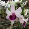 Giả hạc Krong Pa