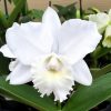 Cattleya Hawaiian Wedding Song Virgin