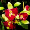 Cattleya Người đẹp Khánh Minh