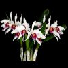 Cattleya Purpurata Semi Alba
