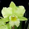 Cattleya Rlc Mystic Isles