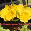 Cattleya Rlc Thong Suphan Pure Yellow