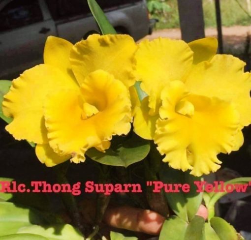 Cattleya Rlc Thong Suphan Pure Yellow