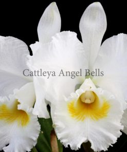 Cattleya Hawaiian Wedding Song Virgin