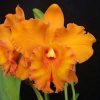 Cattleya Mắt Tây Ban