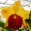 Cattleya MCL 165