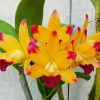 Cattleya Ploenpit Fantasy Golden Pin