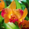 Cattleya Rth Chief Sunny Dragon