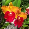 Cattleya Hắc tùng cam
