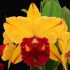 Cattleya Blc Tainan Gold