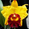 Cattleya Rlc Lius Joyance