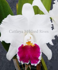 Cattleya Thiên mẫu trắng
