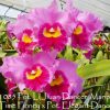 Cattleya Rlc Li Jiuan Dancer