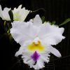 Cattleya Blc Liou Hope