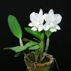 Cattleya C Dolosa trắng