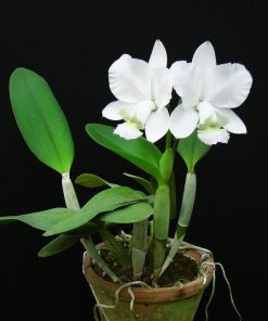 Cattleya C Dolosa trắng