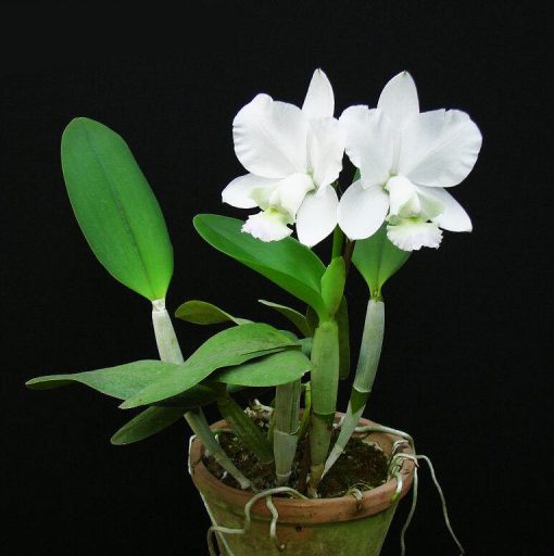Cattleya C Dolosa trắng