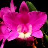 Cattleya Lc Love Knot Sato