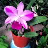 Cattleya Lc Mona Pink Hiromi