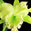 Cattleya Lông heo xanh