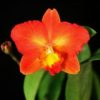 Cattleya Nụ hôn thiên thần