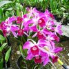 Cattleya Purpurata Flamea Sanguinea