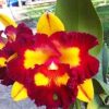 Cattleya Rlc Lai Ching Te