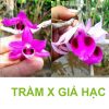 Trầm lai phi điệp