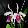 Cattleya Purpurata