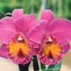 Cattleya Rlc Boonyarit Pink