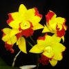 Cattleya Rth Chunfong Smile Cluster