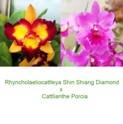 Cattleya Shin Shiang Diamond x Porcia