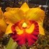 Rlc Nakhonchaisri Delight