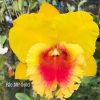 Cattleya Rlc NP Gold