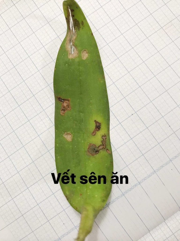 Hình ảnh bệnh thường gặp trên phong lan