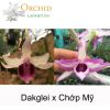 Giả hạc Dak glay lai Chớp mỹ Kon Tum