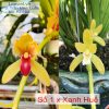 Chai mô kiếm số 1 Jindamanee lai Xanh huế