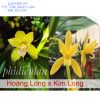 Lan kiếm Hoàng Long lai Kim Long
