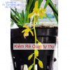 Lan kiếm Rẻ Quạt vàng xanh thái