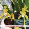 Lan kiếm Green Alba Thái lai kiếm Huế