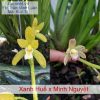Lan kiếm Huế lai Minh Nguyệt