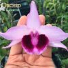 Giả hạc DH98 Đài lưỡi bệt
