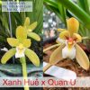 Lan kiếm Xanh Huế lai Quan U