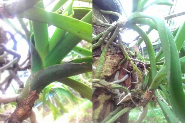 Kỹ thuật trồng lan đuôi chồn Rhynchostylis retusa - Vườn Lan