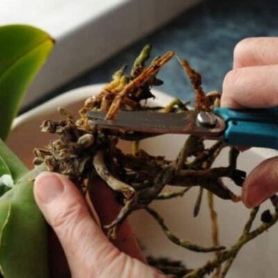 Cách xử lý lan trước khi trồng giúp cây khỏe mạnh - Sfarm