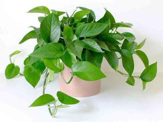 Cách trồng và ý nghĩa phong thuỷ của cây trầu bà - Vietnamnet