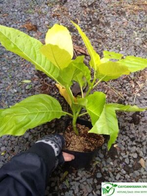 Cây bạch tạng: Đặc điểm, công dụng, hướng dẫn trồng, chăm sóc