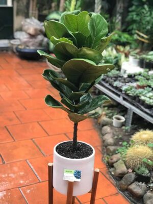 Top 10 cây Bàng Singapore phong thủy giá chỉ từ 125k